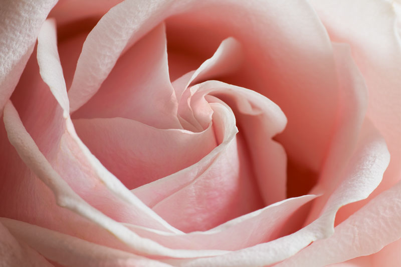 rose close up